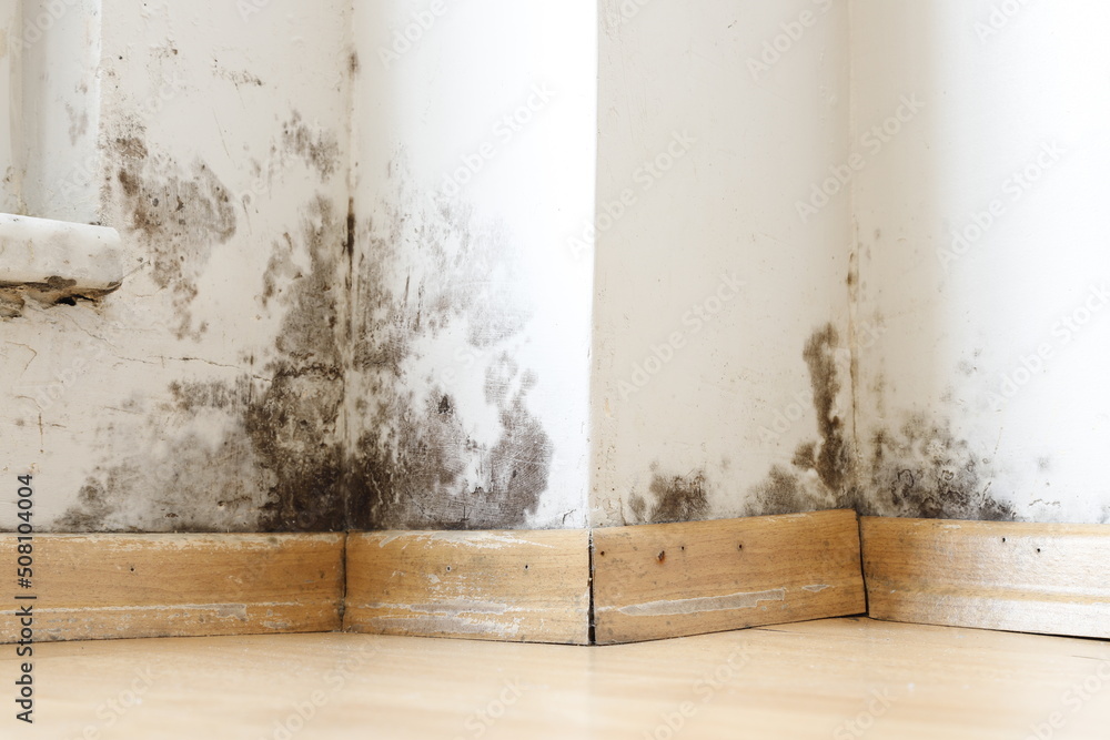 Mold, mold damage, mold remediation, mold cleaning